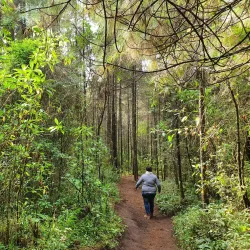 El Santuario Monarch Butterfly Sanctuary - Valle de Bravo