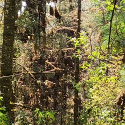 El Santuario Monarch Butterfly Sanctuary - Valle de Bravo