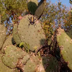 Ruta de los Volcanes - Xico