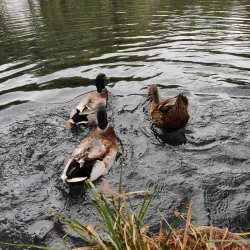 Parque Nacional Lago de Camécuaro - Zamora de Hidalgo