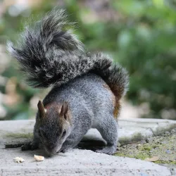 Bosque Los Colomos - Zapopan