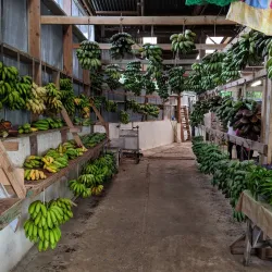 Kolonia Market - Kolonia