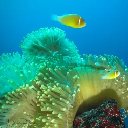 Pohnpei Island Diving and Snorkeling - Kolonia