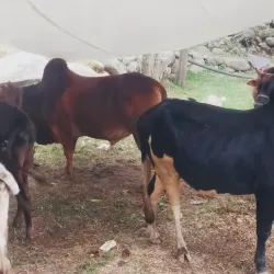 Pohnpei Island Nature Trails - Kolonia