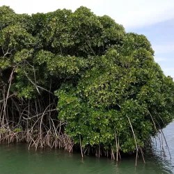 Sokehs Rock - Kolonia