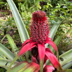 Kosrae Island Marine Sanctuary - Kosrae