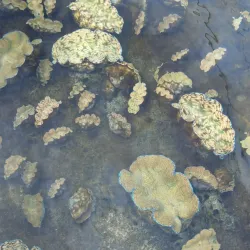 Lelu Village - Kosrae