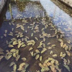 Lelu Village - Kosrae