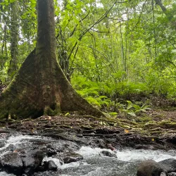 Pilyu Conservation Area - Kosrae