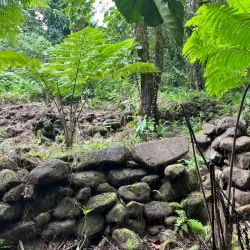 Pilyu Conservation Area - Kosrae