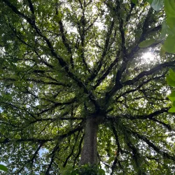 Pilyu Conservation Area - Kosrae