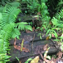 Tofol Waterfall - Kosrae