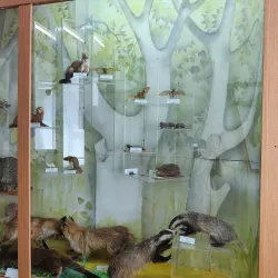 Codrii Nature Reserve - Anenii Noi