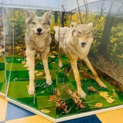 Codrii Nature Reserve - Anenii Noi