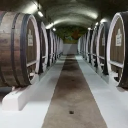 Vineyards of Anenii Noi - Anenii Noi