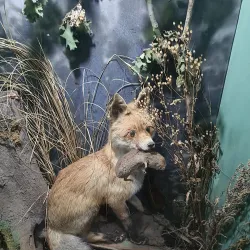 Museum of History and Ethnography of Bender - Bender