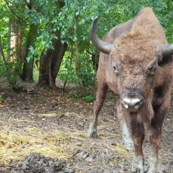 Natural Reserve "Padurea Domneasca" - Calarasi