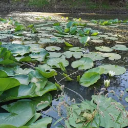 Prut River Natural Reserve - Cantemir