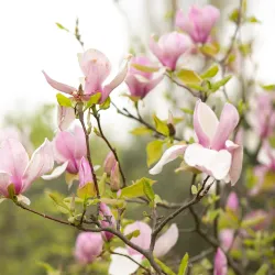 Chisinau Botanical Garden - Chisinau