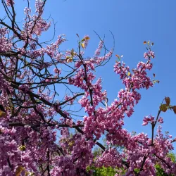 Chisinau Botanical Garden - Chisinau