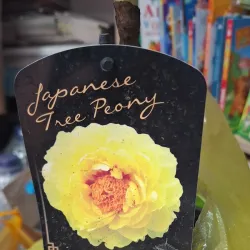 Straseni Market - Straseni