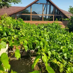 Surrounding Vineyards and Countryside - Vulcanesti