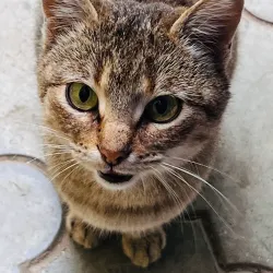 Traditional Gagauz Cuisine Restaurants - Vulcanesti