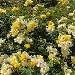 Fontvieille Park and Princess Grace Rose Garden - La Condamine