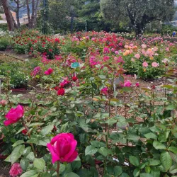 Fontvieille Park and Princess Grace Rose Garden - La Condamine