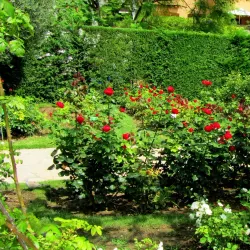 Fontvieille Park and Princess Grace Rose Garden - La Condamine