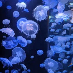 Oceanographic Museum - Monte Carlo