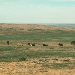 Choyr Steppe - Choyr