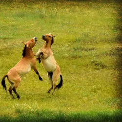 Nomadic Family Visits - Choyr