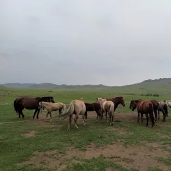 Orkhon River - Darkhan (Darhan)