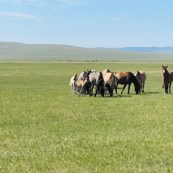 Khentii Mountains - Erdenet