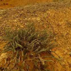 Bayanzag (Flaming Cliffs) - Mandalgovi