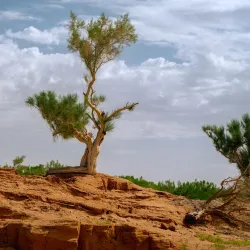 Bayanzag (Flaming Cliffs) - Mandalgovi