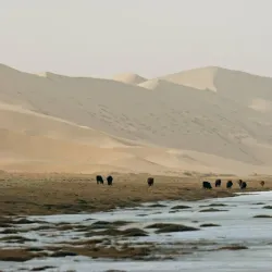 Khongoryn Els Sand Dunes - Mandalgovi