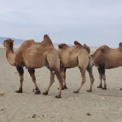 Khongoryn Els Sand Dunes - Mandalgovi