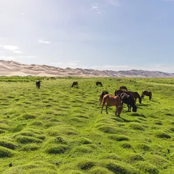 Khongoryn Els Sand Dunes - Mandalgovi