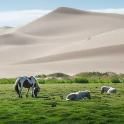 Khongoryn Els Sand Dunes - Mandalgovi