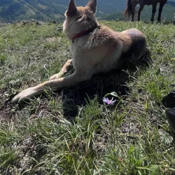 Steppe Horseback Riding Tours - Mandalgovi