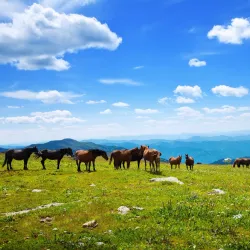 Steppe Horseback Riding Tours - Suhbaatar