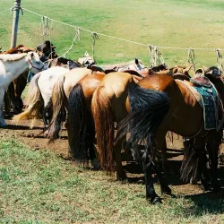 Steppe Horseback Riding Tours - Suhbaatar