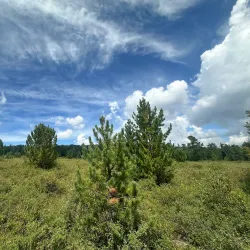 Tsetserleg Monastery (Khiid) - Tsetserleg