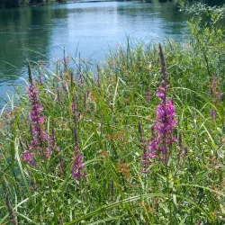 Zeta River - Danilovgrad