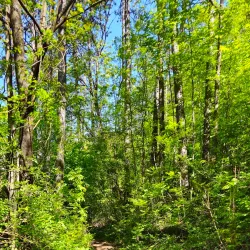 Trebjesa Hill - Niksic