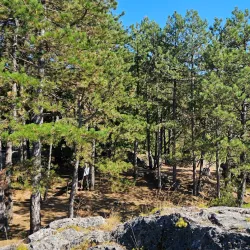 Trebjesa Hill - Niksic