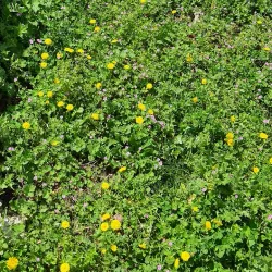 Island of St. George (Sveti Đorđe) - Perast