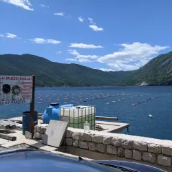 Local Seafood Restaurants - Perast